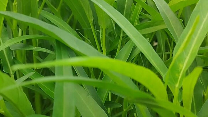Vườn rau xanh nhà Ngoại #rausachnhatrong