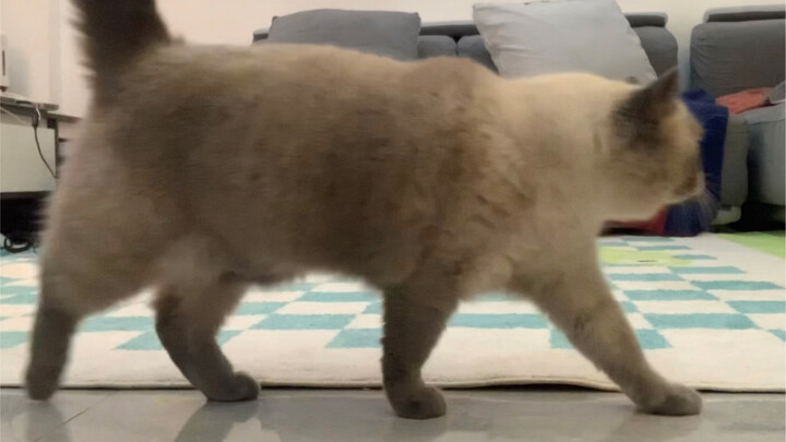 猫咪模仿大赛