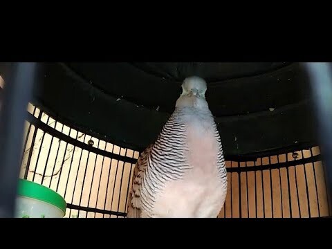 Burung perkutut bangkok