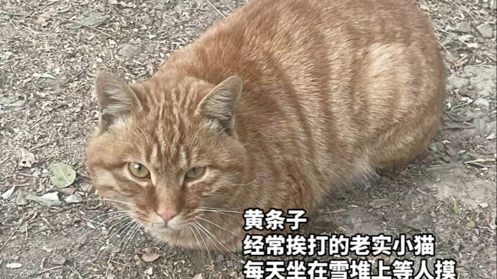 Little cat, you were just a hair away from spring!