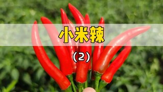 I just picked a pepper from the kitchen and planted it. I didn't expect it to grow so well in a few 