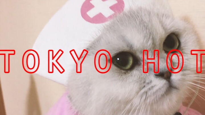 I turned my cat into a “cat star” in a viral video—and almost made it onto the trending list!