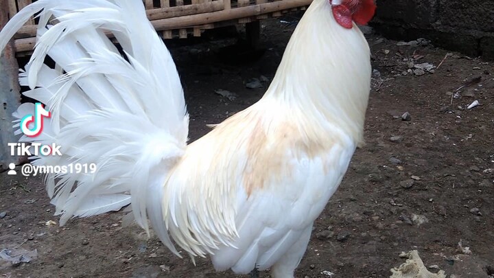 sparring of the white's (claretxperuvian) 2x winner