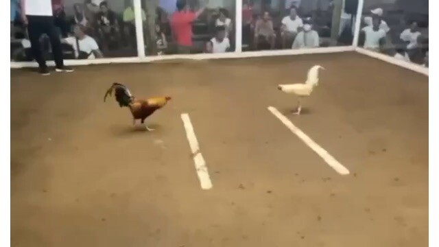 chamba sarung banggi 5stag derby solo champion