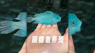 การเลี้ยงปลาหางกลมที่สวยงามมาก ๆ 🐟
