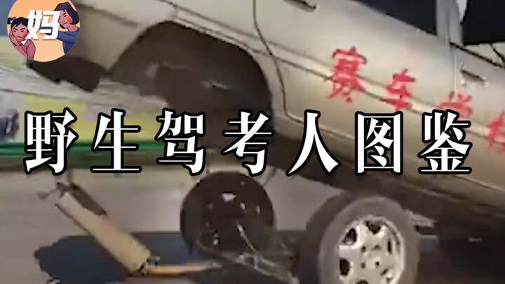 [Wild Human Guide] Once You’ve Passed the Exam, You Can’t Stop Watching This!