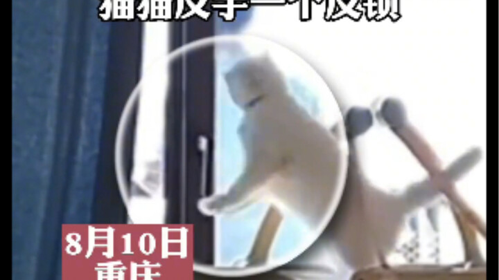 【Terkunci di Balkon oleh Kucing saat Menjemur Matahari】 Seorang vlogger di Chongqing Terkunci di Bal