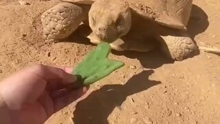 السلحفاة التي يربيها قضت يومًا كاملًا في العمل في "موقع البناء"، وسيقوم الأخ الصغير بإحضار بعض الوجب