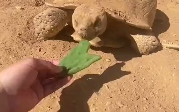 The turtle I'm raising worked hard at the "construction site" for a whole day, so my bro decided to 