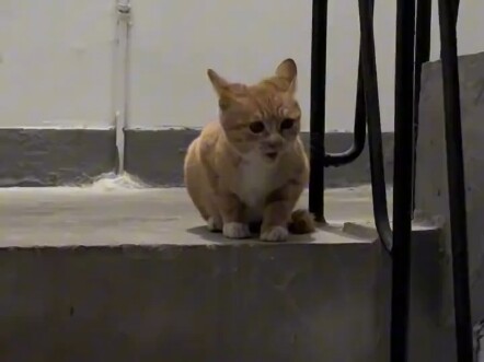 Kucing saat masih kecil jauh lebih menggemaskan