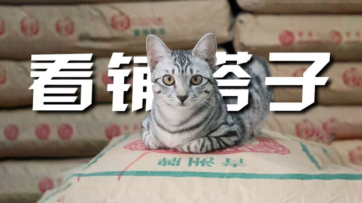 Trong 5 năm, anh ấy đã chụp được 20.000 bức ảnh “mèo”, trở thành một “cánh cửa” để nhìn ngắm Hồng Kô