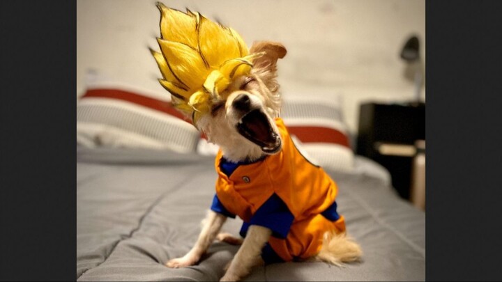 Dragon ball  Dogs