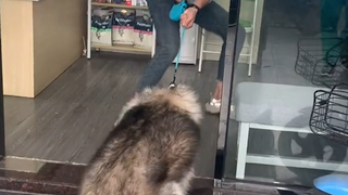全国小狗去看病的统一反应！狗：麻麻，这个病我们是非看不可吗？
