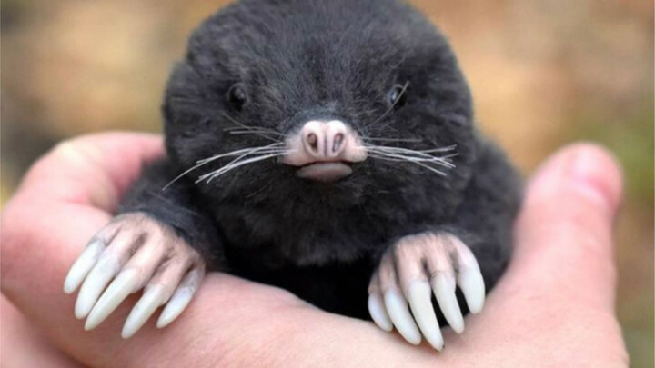 Mole: I want a home, a place that doesn’t need light bulbs!