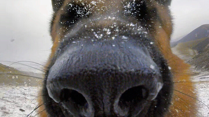 เมื่อสุนัขใต้เจอหิมะ!