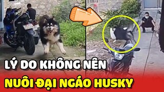 "TÁC HẠI" của việc nuôi Ngáo Husky và Alaska : TỔN THƯƠNG TINH THẦN 😂 | Yêu Lu