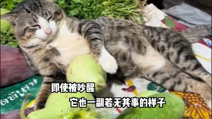 ในตลาดสดมีแมวขี้เซาตัวหนึ่ง ขนาดมีลูกค้ามาแล้วก็ยังปลุกมันไม่ตื่น