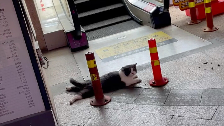 Kucing liar di mal
