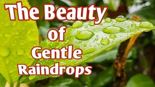 THE BEAUTY OF GENTLE RAINDROPS / MORNING RAIN / TUWING UMUULAN/ RELAXING SOUNDS /
