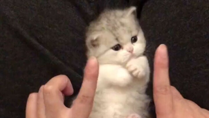 “If you don’t treat your cat like a toy, what’s the point of having one?”