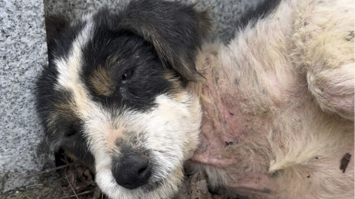 จงเป่าผู้เฝ้าสุสานให้เจ้านายมาสองปี ผ่านไปเกือบหนึ่งปี ก็ค่อยๆ กลายเป็นลูกหมาตัวอ้วนไปแล้ว ช่างน่าปล