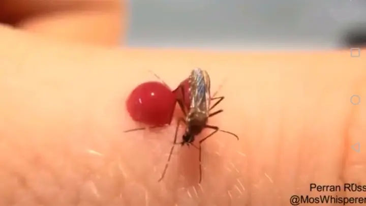 Mosquito exploded after drinking too much blood!