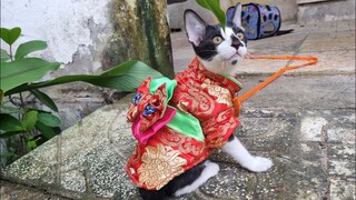 khế Thúi #192 Đại Ca bị hành thích