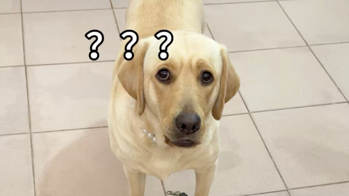 Chó: Thức ăn cho chó còn khóa nữa, tôi ăn sao đây?