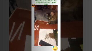 funny animal videos 2023! Best Cat video 2023 🥰🤓🤪