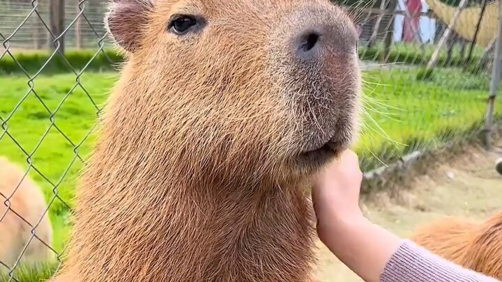 Can You Pet This Animal?