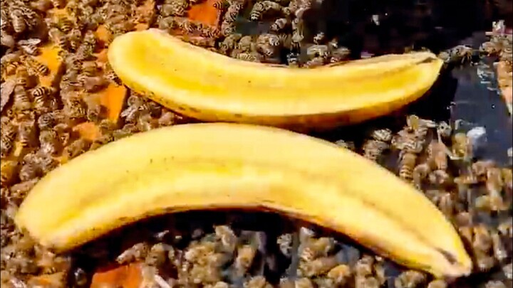 Why do we feed bananas to bees? 🍌🐝