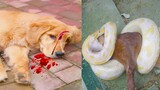 Thú Cưng TV | Cô cô và Sầu riêng #24 | Chó Golden Gâu Đần thông minh vui nhộn | Pets cute smart dog