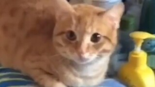 The cat got scared and its fur stood up when it got into the water.