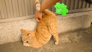 Try Not To Laugh Pets: Funniest Cats Videos #12 | Funny Animal Videos 2023