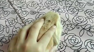 How To Turn The Bunny Into A Mouse