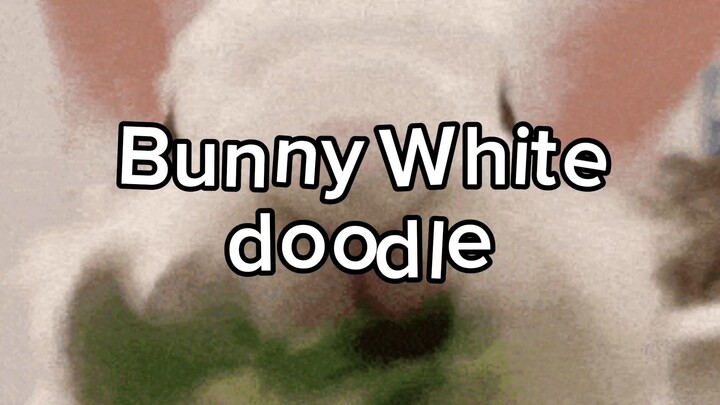 Gambar Gabut Kelinci Putih :v