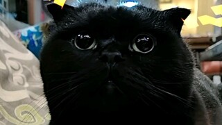 摸猫咪下巴真的可以检验猫咪性格吗？视频最后那只姨母笑的猫，大家就别看了！我恼火欧！555555