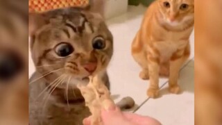 Oh my god, this mangmang is so delicious!