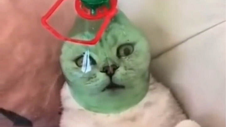 แมว: เรื่องที่เกี่ยวข้องกับคน แกไม่ทำสักอย่างเลย!