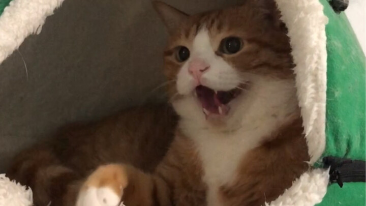 I'm meek and submissive toward strangers, but I unleash my full force on my family.