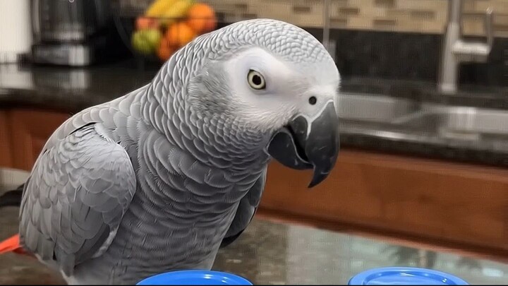 He really thought he won this time... 😭 #parrot  #asmr  #shorts #birds