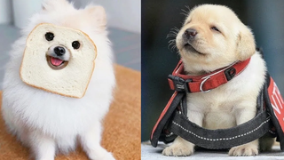 Baby Dogs - การรวบรวมวิดีโอสุนัขน่ารักและตลก #10 | Aww สัตว์