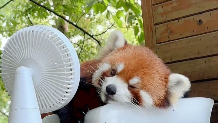 Tập phim chữa lành nhất: Gấu trúc đỏ dễ thương quá!