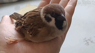 小麻雀趴在手上唱歌