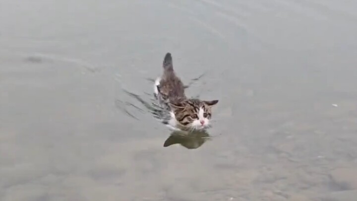 Ternyata, kucing kecil memang sudah bisa berenang sejak lahir
