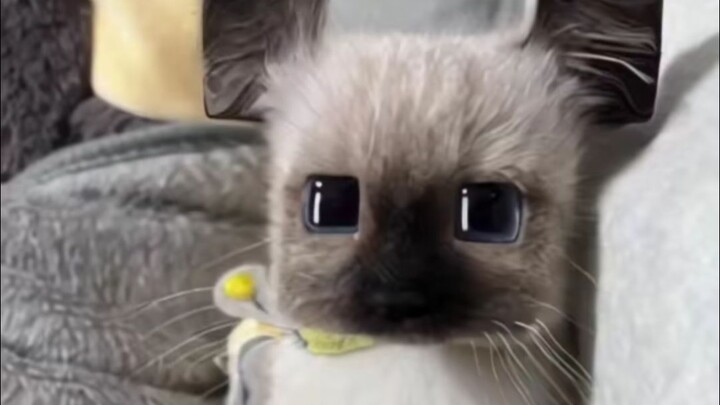 แมวบล็อก แมวเป็นก้อน แมวเป็นเส้น แมวเป็นแผ่น แมวเป็นแอ่ง…