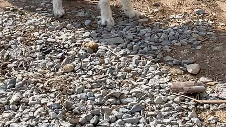 Memelihara anjing adalah sebuah tanggung jawab, harus benar-benar dipertimbangkan dengan matang
