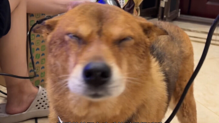 Older Chinese village dogs will seriously teach the puppies, so even without us teaching them, the p