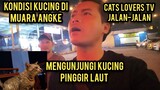 Masya Allah Cats Lovers Tv Jalan-Jalan Mengunjungi Kucing Di Muara Angke Pinggir Laut..!