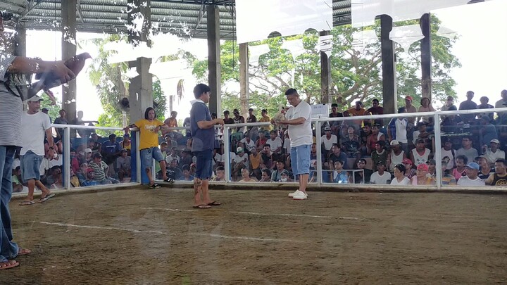 CHAMPION FROM RCB BASILAN GAME FARM. THOMPSON WHITE 🤑